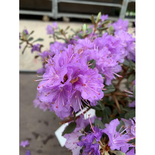 205 - THREE AZALEA RAMAPO PURPLE IN 3 LTR POTS HEIGHT 40 -50CM TO BE SOLD FOR THE THREE PLUS VAT