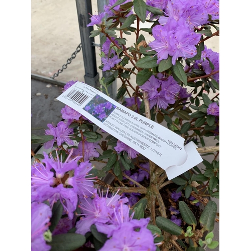 205 - THREE AZALEA RAMAPO PURPLE IN 3 LTR POTS HEIGHT 40 -50CM TO BE SOLD FOR THE THREE PLUS VAT