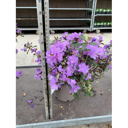 205 - THREE AZALEA RAMAPO PURPLE IN 3 LTR POTS HEIGHT 40 -50CM TO BE SOLD FOR THE THREE PLUS VAT