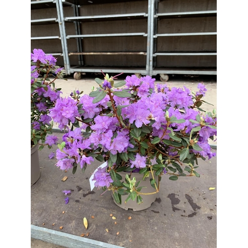 206 - THREE AZALEA RAMAPO PURPLE IN 3 LTR POTS HEIGHT 40 -50CM TO BE SOLD FOR THE THREE PLUS VAT