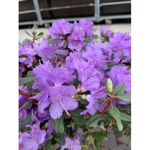 206 - THREE AZALEA RAMAPO PURPLE IN 3 LTR POTS HEIGHT 40 -50CM TO BE SOLD FOR THE THREE PLUS VAT