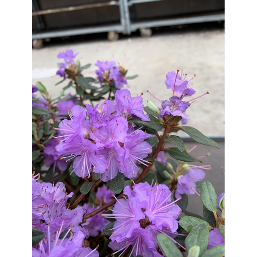 206 - THREE AZALEA RAMAPO PURPLE IN 3 LTR POTS HEIGHT 40 -50CM TO BE SOLD FOR THE THREE PLUS VAT