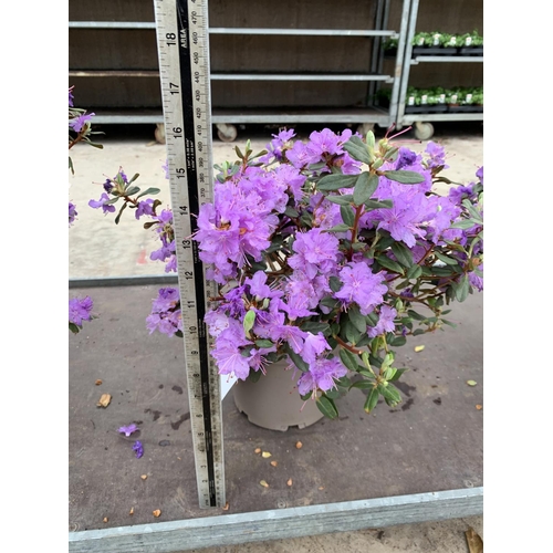 206 - THREE AZALEA RAMAPO PURPLE IN 3 LTR POTS HEIGHT 40 -50CM TO BE SOLD FOR THE THREE PLUS VAT