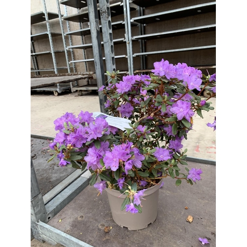 207 - THREE AZALEA RAMAPO PURPLE IN 3 LTR POTS HEIGHT 40 -50CM TO BE SOLD FOR THE THREE PLUS VAT