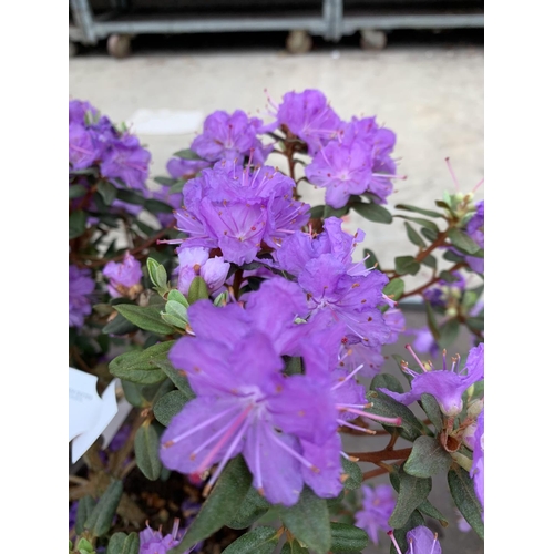 207 - THREE AZALEA RAMAPO PURPLE IN 3 LTR POTS HEIGHT 40 -50CM TO BE SOLD FOR THE THREE PLUS VAT