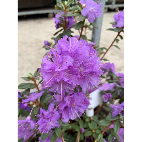 207 - THREE AZALEA RAMAPO PURPLE IN 3 LTR POTS HEIGHT 40 -50CM TO BE SOLD FOR THE THREE PLUS VAT