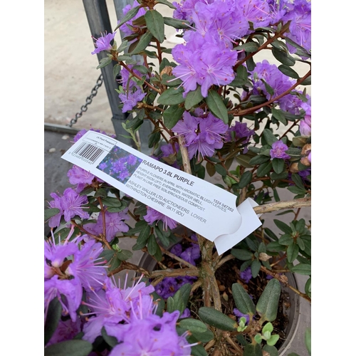 207 - THREE AZALEA RAMAPO PURPLE IN 3 LTR POTS HEIGHT 40 -50CM TO BE SOLD FOR THE THREE PLUS VAT