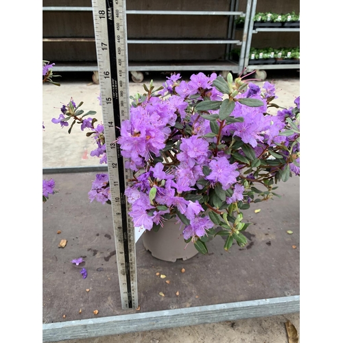 207 - THREE AZALEA RAMAPO PURPLE IN 3 LTR POTS HEIGHT 40 -50CM TO BE SOLD FOR THE THREE PLUS VAT