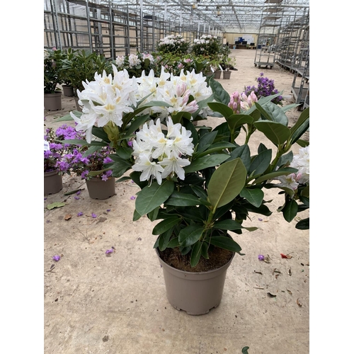 209 - TWO RHODODENDRON CUNNINGHAMS WHITE 7.5 LTR POTS HEIGHT 70-80 CM TO BE SOLD FOR THE TWO PLUS VAT