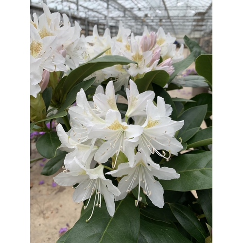 209 - TWO RHODODENDRON CUNNINGHAMS WHITE 7.5 LTR POTS HEIGHT 70-80 CM TO BE SOLD FOR THE TWO PLUS VAT