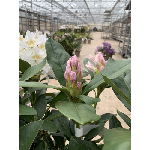 209 - TWO RHODODENDRON CUNNINGHAMS WHITE 7.5 LTR POTS HEIGHT 70-80 CM TO BE SOLD FOR THE TWO PLUS VAT