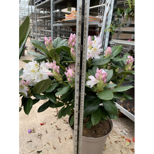 209 - TWO RHODODENDRON CUNNINGHAMS WHITE 7.5 LTR POTS HEIGHT 70-80 CM TO BE SOLD FOR THE TWO PLUS VAT