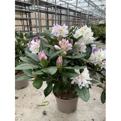 210 - TWO RHODODENDRON CUNNINGHAMS WHITE 7.5 LTR POTS HEIGHT 70-80 CM TO BE SOLD FOR THE TWO PLUS VAT