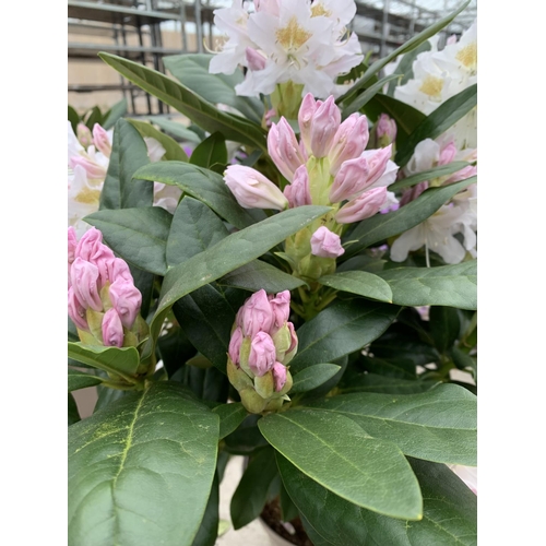 210 - TWO RHODODENDRON CUNNINGHAMS WHITE 7.5 LTR POTS HEIGHT 70-80 CM TO BE SOLD FOR THE TWO PLUS VAT