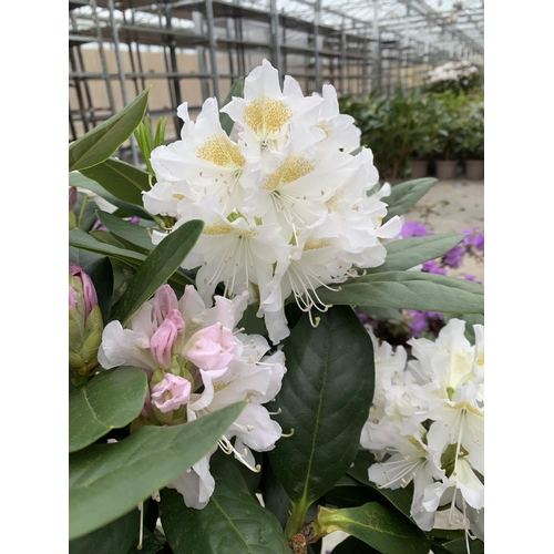 210 - TWO RHODODENDRON CUNNINGHAMS WHITE 7.5 LTR POTS HEIGHT 70-80 CM TO BE SOLD FOR THE TWO PLUS VAT