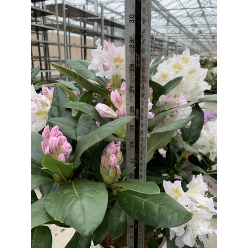 210 - TWO RHODODENDRON CUNNINGHAMS WHITE 7.5 LTR POTS HEIGHT 70-80 CM TO BE SOLD FOR THE TWO PLUS VAT