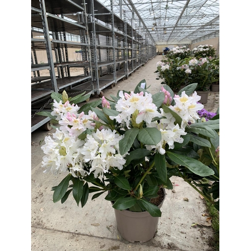 211 - THREE RHODODENDRON CUNNINGHAMS WHITE 7.5 LTR POTS HEIGHT 70-80 CM TO BE SOLD FOR THE THREE PLUS VAT