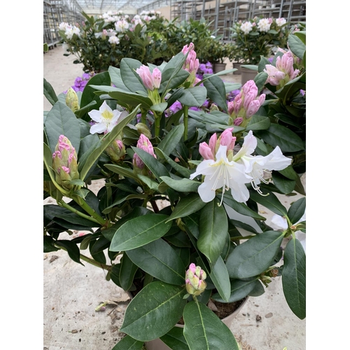 211 - THREE RHODODENDRON CUNNINGHAMS WHITE 7.5 LTR POTS HEIGHT 70-80 CM TO BE SOLD FOR THE THREE PLUS VAT