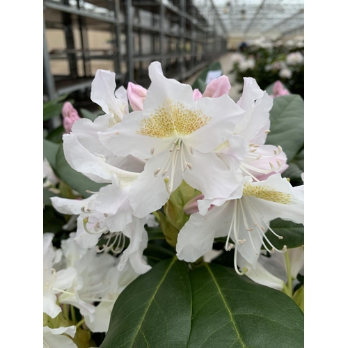 211 - THREE RHODODENDRON CUNNINGHAMS WHITE 7.5 LTR POTS HEIGHT 70-80 CM TO BE SOLD FOR THE THREE PLUS VAT