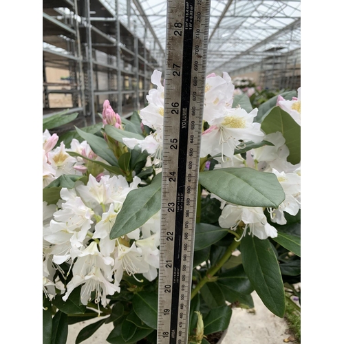 211 - THREE RHODODENDRON CUNNINGHAMS WHITE 7.5 LTR POTS HEIGHT 70-80 CM TO BE SOLD FOR THE THREE PLUS VAT