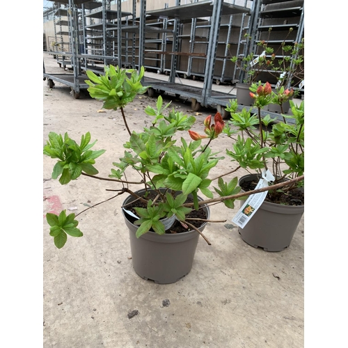 212 - THREE AZALEA SUNTE NECTARINE YELLOW IN 5 LTR POTS HEIGHT 60CM TO BE SOLD FOR THE THREE PLUS VAT