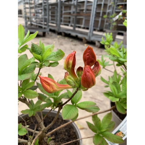 212 - THREE AZALEA SUNTE NECTARINE YELLOW IN 5 LTR POTS HEIGHT 60CM TO BE SOLD FOR THE THREE PLUS VAT