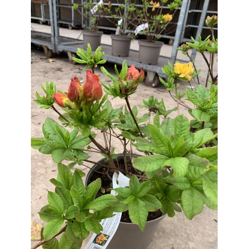 212 - THREE AZALEA SUNTE NECTARINE YELLOW IN 5 LTR POTS HEIGHT 60CM TO BE SOLD FOR THE THREE PLUS VAT