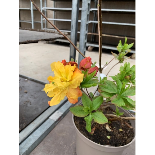 213 - THREE AZALEA SUNTE NECTARINE YELLOW IN 5 LTR POTS HEIGHT 60CM TO BE SOLD FOR THE THREE PLUS VAT