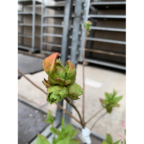 213 - THREE AZALEA SUNTE NECTARINE YELLOW IN 5 LTR POTS HEIGHT 60CM TO BE SOLD FOR THE THREE PLUS VAT