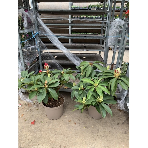 216 - TWO RHODODENDRON  XXL PINK/WHITE IN 7.5 LTR POTS HEIGHT 60-70CM TO BE SOLD FOR THE TWO PLUS VAT