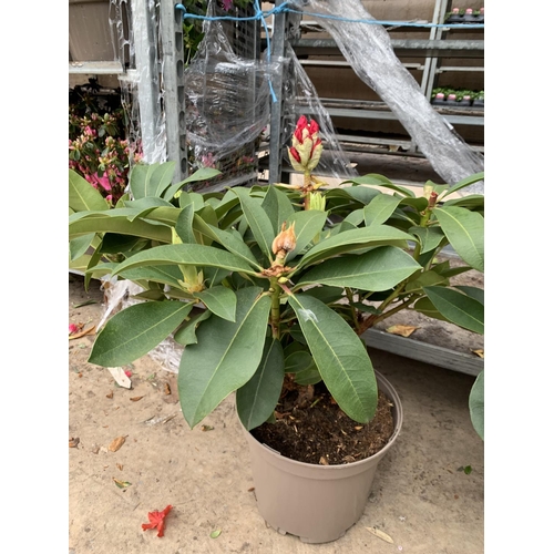 216 - TWO RHODODENDRON  XXL PINK/WHITE IN 7.5 LTR POTS HEIGHT 60-70CM TO BE SOLD FOR THE TWO PLUS VAT