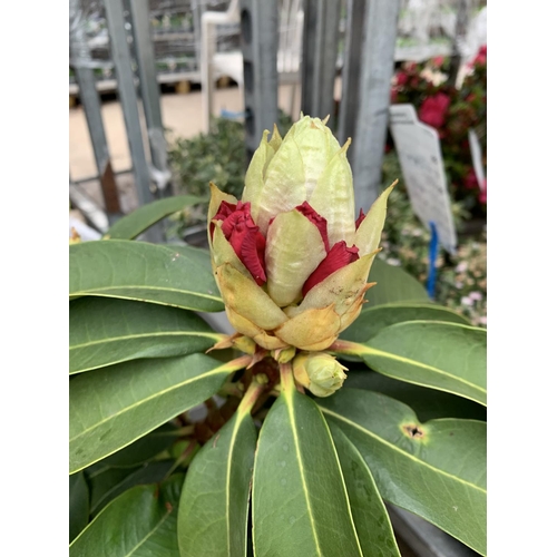 216 - TWO RHODODENDRON  XXL PINK/WHITE IN 7.5 LTR POTS HEIGHT 60-70CM TO BE SOLD FOR THE TWO PLUS VAT