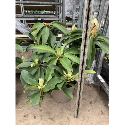 216 - TWO RHODODENDRON  XXL PINK/WHITE IN 7.5 LTR POTS HEIGHT 60-70CM TO BE SOLD FOR THE TWO PLUS VAT