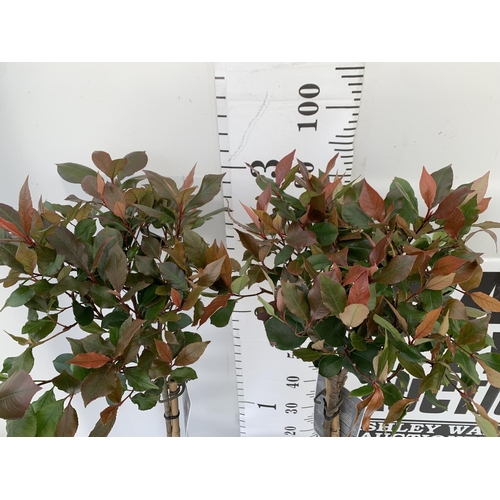 22 - TWO PHOTINIA FRASERI STANDARD TREES 'LITTLE RED ROBIN' APPROX ONE METRE IN HEIGHT IN 3LTR POTS PLUS ... 