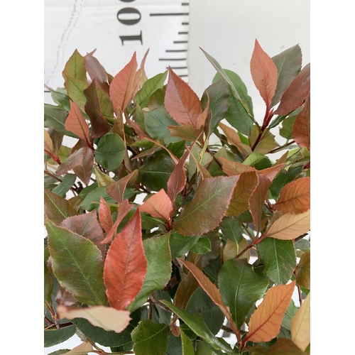 22 - TWO PHOTINIA FRASERI STANDARD TREES 'LITTLE RED ROBIN' APPROX ONE METRE IN HEIGHT IN 3LTR POTS PLUS ... 