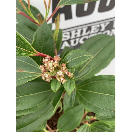 23 - TWO VIBURNUM 'DAVIDII' IN 2LTR POTS APPROX 40CM IN HEIGHT TO BE SOLD FOR THE TWO PLUS VAT