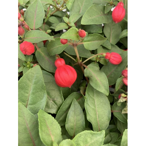 25 - TWELVE FUCHSIA BELLA TRAILING PLANTS ON A TRAY IN P10 POTS PLUS VAT TO BE SOLD FOR THE TWELVE