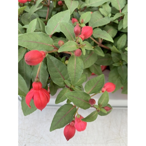 25 - TWELVE FUCHSIA BELLA TRAILING PLANTS ON A TRAY IN P10 POTS PLUS VAT TO BE SOLD FOR THE TWELVE