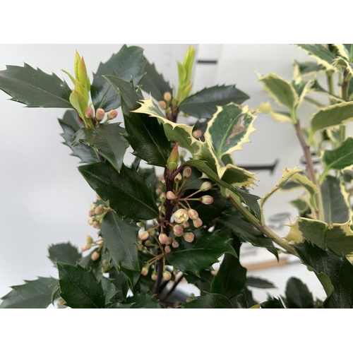 26 - TWO ILEX AQUIFOLIUM HOLLY 'BLUE PRINCE' AND ARGENTEA MARGINATA' IN 2 LTR POTS APPROX 50CM IN HEIGHT ... 