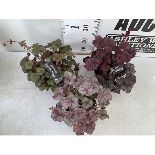 27 - THREE MIXED HEUCHERA 'CARNIVAL' IN 2 LTR POTS PLUS VAT TO BE SOLD FOR THE THREE APPROX 35CM IN HEIGH... 