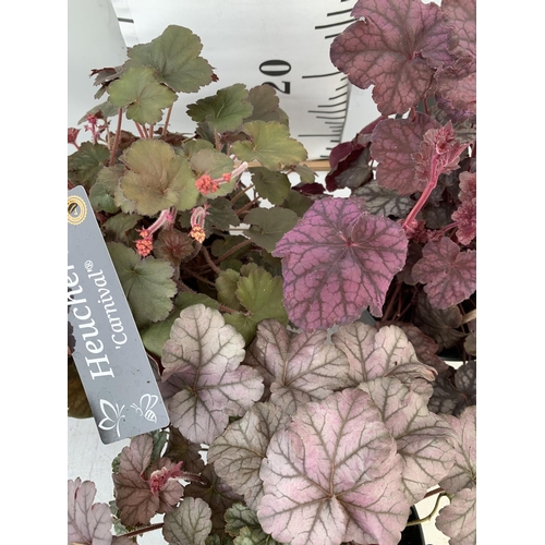 27 - THREE MIXED HEUCHERA 'CARNIVAL' IN 2 LTR POTS PLUS VAT TO BE SOLD FOR THE THREE APPROX 35CM IN HEIGH... 