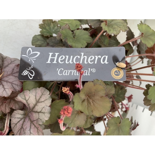 27 - THREE MIXED HEUCHERA 'CARNIVAL' IN 2 LTR POTS PLUS VAT TO BE SOLD FOR THE THREE APPROX 35CM IN HEIGH... 