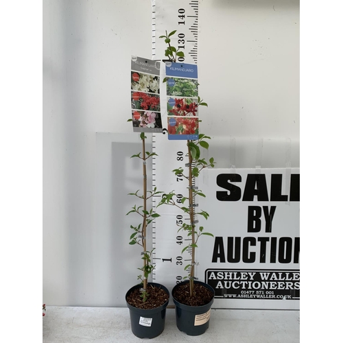 28 - TWO VIBURNUM PLICATUM 'KILIMANDJARO' APPROX 120CM IN HEIGHT IN 3 LTR POTS PLUS VAT TO BE SOLD FOR TH... 