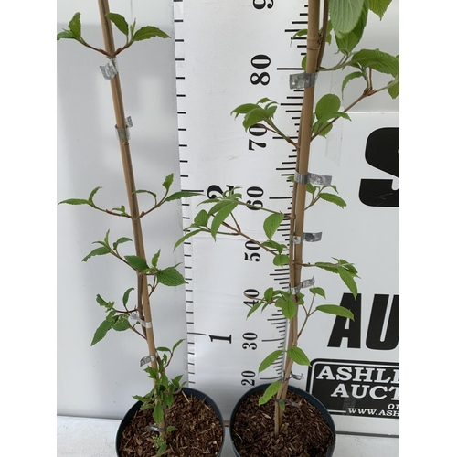 28 - TWO VIBURNUM PLICATUM 'KILIMANDJARO' APPROX 120CM IN HEIGHT IN 3 LTR POTS PLUS VAT TO BE SOLD FOR TH... 