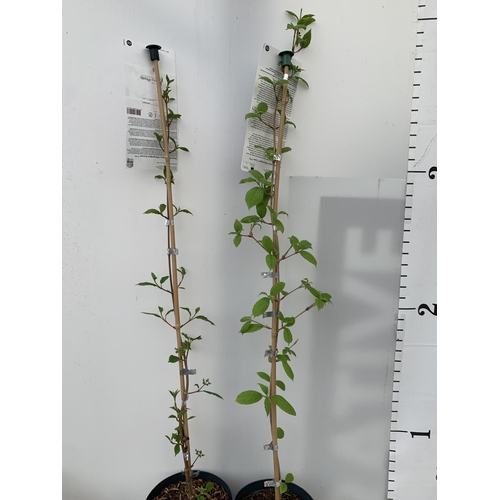 28 - TWO VIBURNUM PLICATUM 'KILIMANDJARO' APPROX 120CM IN HEIGHT IN 3 LTR POTS PLUS VAT TO BE SOLD FOR TH... 