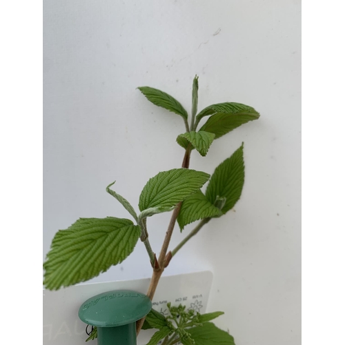 28 - TWO VIBURNUM PLICATUM 'KILIMANDJARO' APPROX 120CM IN HEIGHT IN 3 LTR POTS PLUS VAT TO BE SOLD FOR TH... 