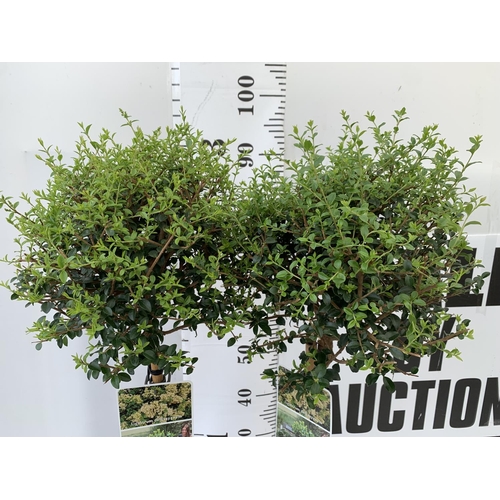 29 - TWO LIGUSTRUM DELAVAYANUM STANDARD TREES APPROX 100CM IN HEIGHT IN 3LTR POTS PLUS VAT TO BE SOLD FOR... 