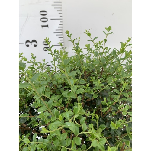 29 - TWO LIGUSTRUM DELAVAYANUM STANDARD TREES APPROX 100CM IN HEIGHT IN 3LTR POTS PLUS VAT TO BE SOLD FOR... 