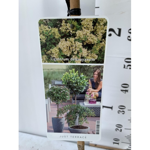 29 - TWO LIGUSTRUM DELAVAYANUM STANDARD TREES APPROX 100CM IN HEIGHT IN 3LTR POTS PLUS VAT TO BE SOLD FOR... 