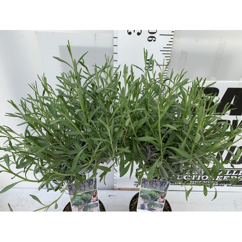 47 - TWO LAVENDER 'AUGUSTFOLIA' STANDARD TREES APPROX 90CM IN HEIGHT IN 3LTR POTS PLUS VAT TO BE SOLD FOR... 